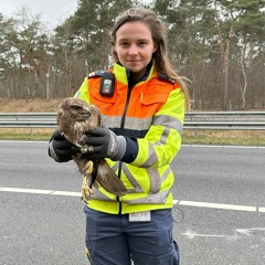 #3 - Roofvogel in nood gered op de snelweg