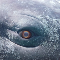 MobyDick