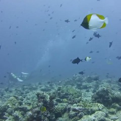 Palau - Diving