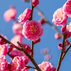 The Plum Blossom