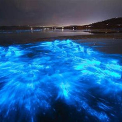 Review Special Price Florida Bioluminescent Comb-Jellyfish Tour  Haulover Canal ( Titusville)
