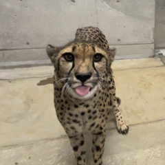 LEOPARD prod.krvviec