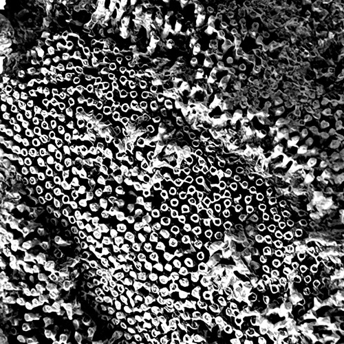 ants marching