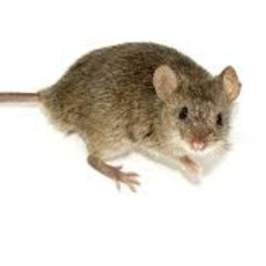 시궁창쥐처럼아름답고싶어