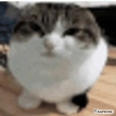 蒼のワルツ Koala Cover 2