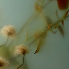 19! • prod.vili + layz