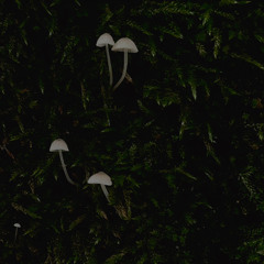søundscape