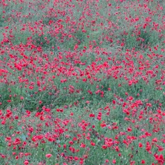 Marco Lucchi - A poppy blooms [Naviar Haiku # 557]