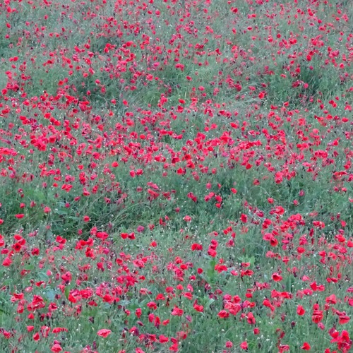 Marco Lucchi - A poppy blooms [Naviar Haiku # 557]