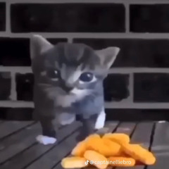 The Penis Chronicles