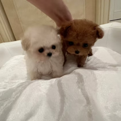 CELLO – Premium Micro Teacup Poodle for Families in Arizona