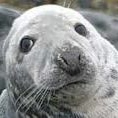 ᶘ ᵒᴥᵒᶅ Da SeaL ᶘ ᵒᴥᵒᶅ