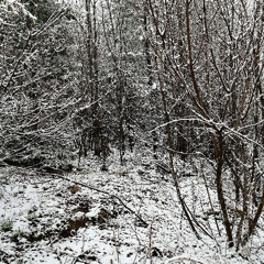 Snow Plow, Tree Pops and Logging Truck - March 23, 2025
