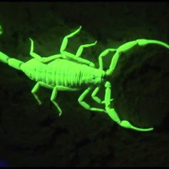 Rihanna - Where Have You Been (MAJED Remix)