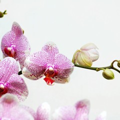 Opening The Heart To Compassion