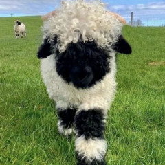 Lamb