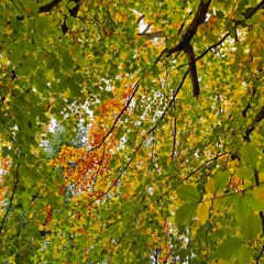 Ambiance d'Automne