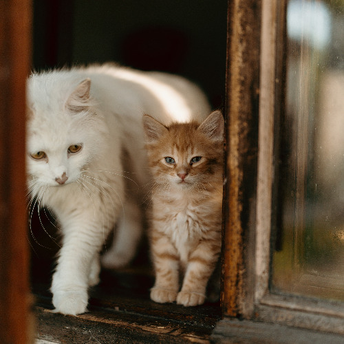 windowsill monastery