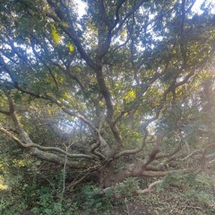 mother tree