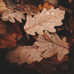 Autumn 2024