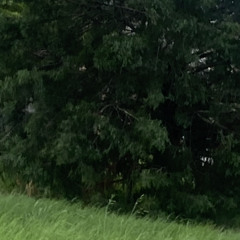 fourthleaf