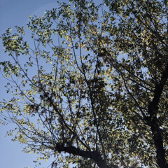 Sweet Dreams (Original Mix)