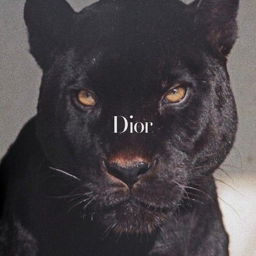 Stream Dior by musagucciking | Listen online for free on SoundCloud