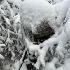 Barks, Howls and Yaps