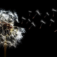 And We'll Never Walk Alone - Gert Holle - 1996 - 2025