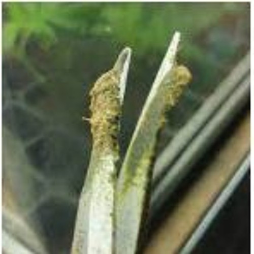 FRESH (ft. code energy)