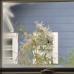 a midwinter nights dream