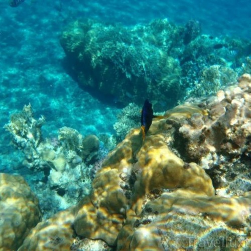 Henry Gomez Beautiful Music 🐹 FREE DOWNLOAD