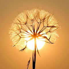 Mita Gami - The Sun (PsyCare Remix)