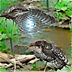 The Whippoorwill