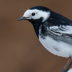 Pied Wagtail Flight Song And Calls- MixPre - 7198