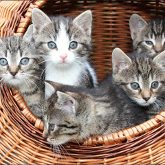Kittens' Meeting Room