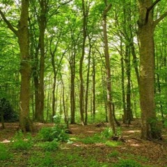 Enter The Woods - JG Organic House Mix DEC21