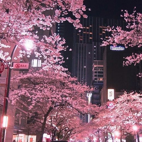 morning in tokio