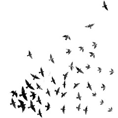 migration of swallows