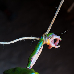 I'll Chop You Up, Bitch