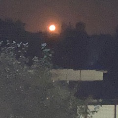 ss.p 2+polya+sobakoy sdox snippet.