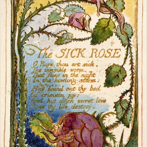 sick rose