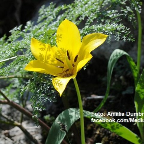 Tulipa hungarica: Gelbe Wildtulpe im Donaudurchbruchstal steht unter Artenschutz