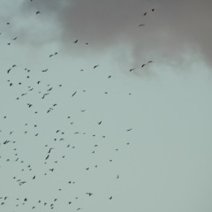 By The Shadows Know The Form 01