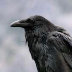 Corvid 20