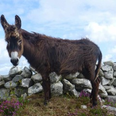 Thugamar féin an Samhradh linn
