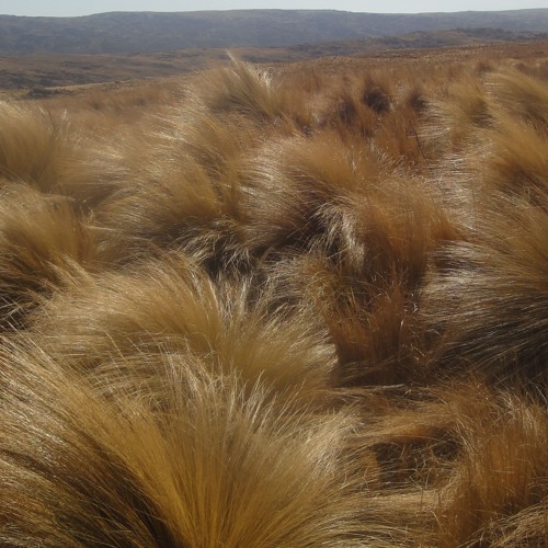 Tundra