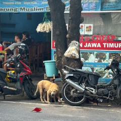 stranded like a dog