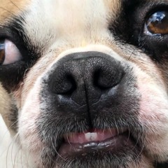 courtesy of the red white and blue [REMIX]