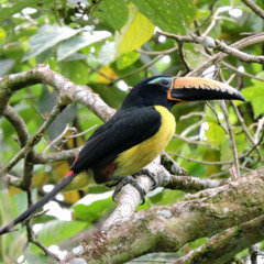 Bacco - Eco en el putumayo.